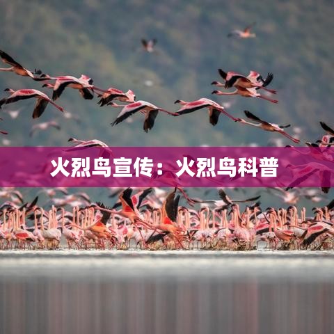 火烈鸟宣传：火烈鸟科普 