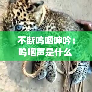 不断呜咽呻吟：呜咽声是什么 
