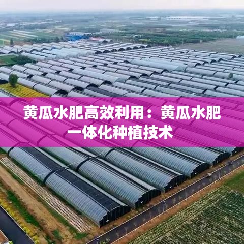 黄瓜水肥高效利用：黄瓜水肥一体化种植技术 