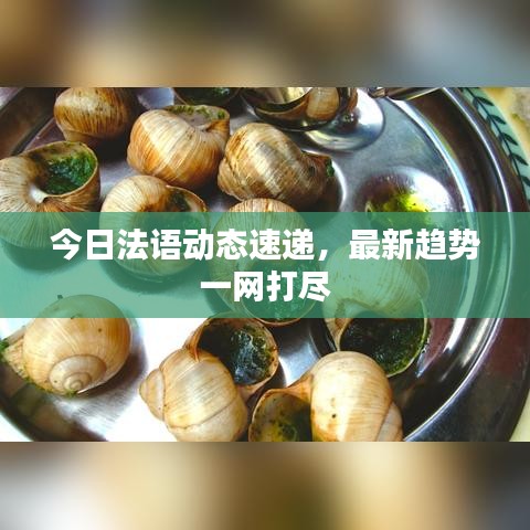 今日法语动态速递，最新趋势一网打尽