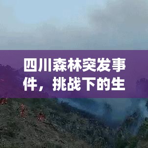 四川森林突发事件，挑战下的生态守护与保护重要性