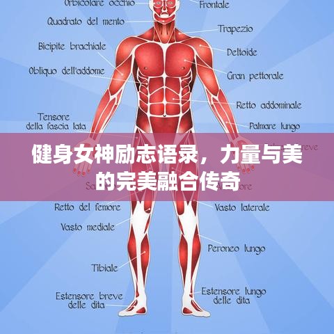 健身女神励志语录，力量与美的完美融合传奇