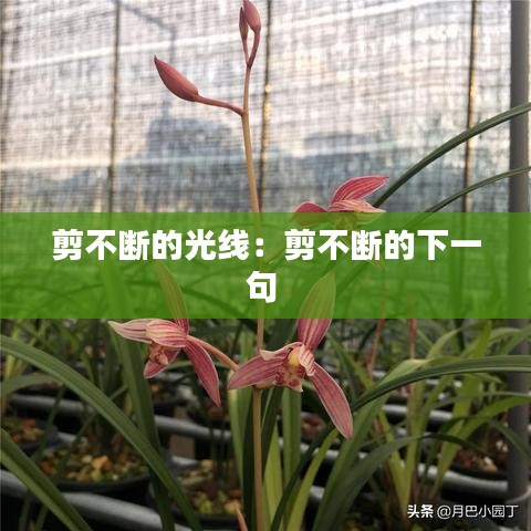 剪不断的光线：剪不断的下一句 