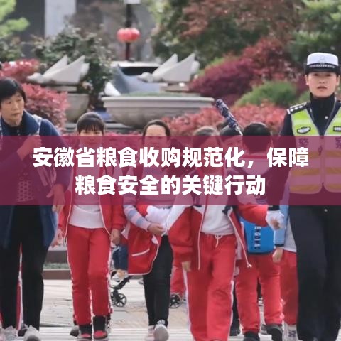 安徽省粮食收购规范化，保障粮食安全的关键行动