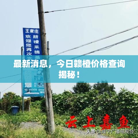 最新消息，今日赣橙价格查询揭秘！