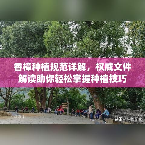 香樟种植规范详解，权威文件解读助你轻松掌握种植技巧