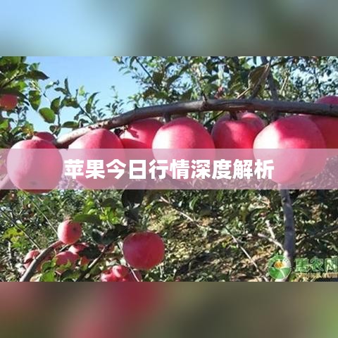 苹果今日行情深度解析