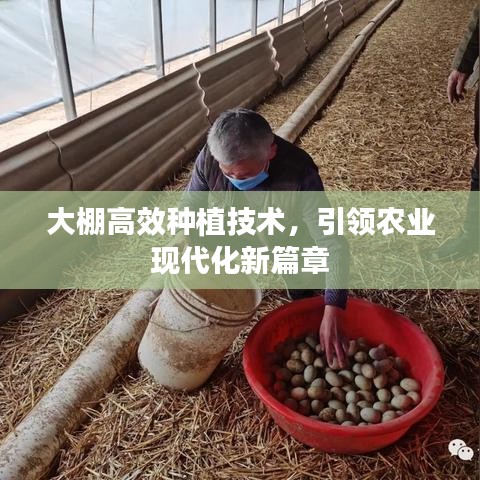 大棚高效种植技术，引领农业现代化新篇章