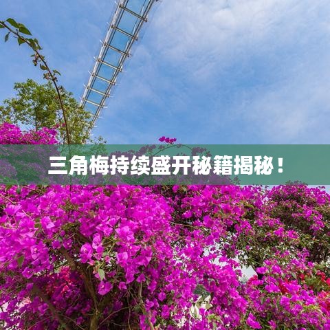 三角梅持续盛开秘籍揭秘！