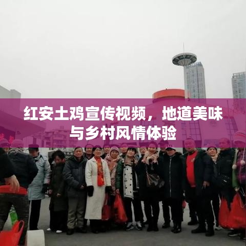 红安土鸡宣传视频，地道美味与乡村风情体验