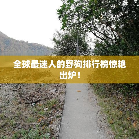 全球最迷人的野狗排行榜惊艳出炉！