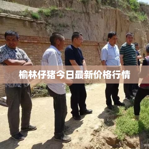榆林仔猪今日最新价格行情