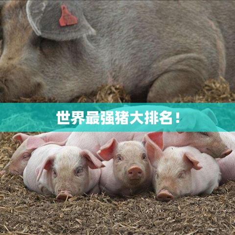 世界最强猪大排名！