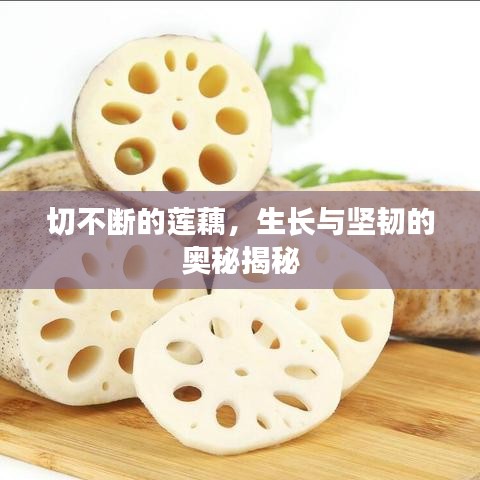切不断的莲藕，生长与坚韧的奥秘揭秘