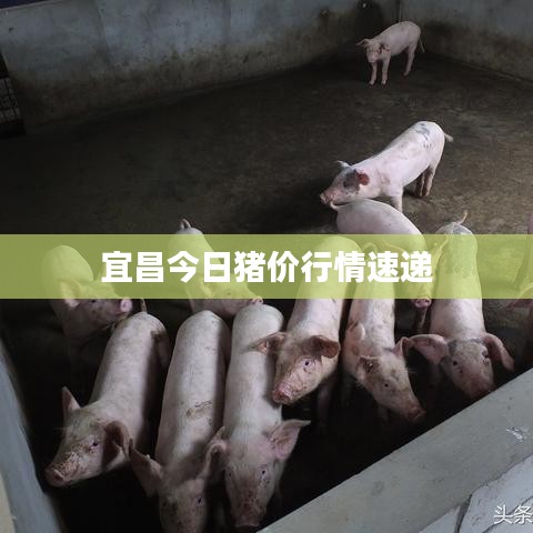 宜昌今日猪价行情速递