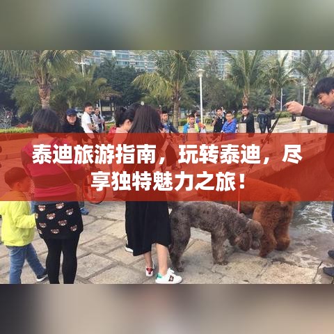 泰迪旅游指南，玩转泰迪，尽享独特魅力之旅！
