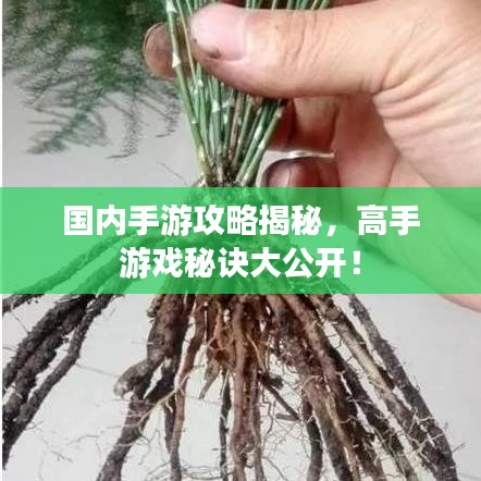 国内手游攻略揭秘，高手游戏秘诀大公开！