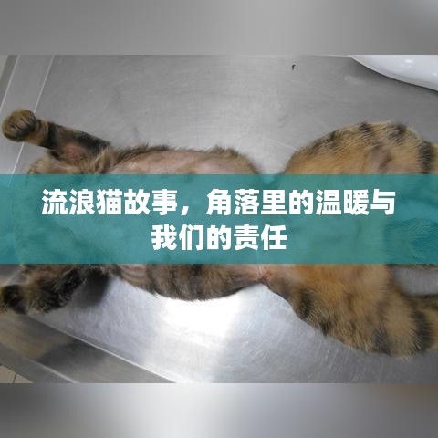 流浪猫故事，角落里的温暖与我们的责任