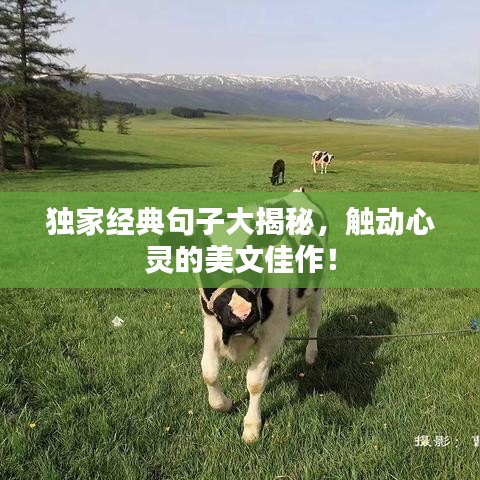 独家经典句子大揭秘，触动心灵的美文佳作！