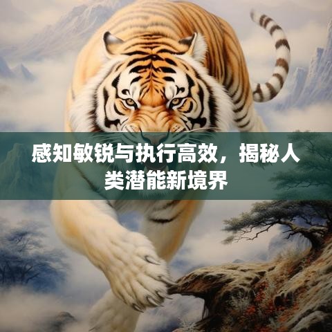 感知敏锐与执行高效，揭秘人类潜能新境界