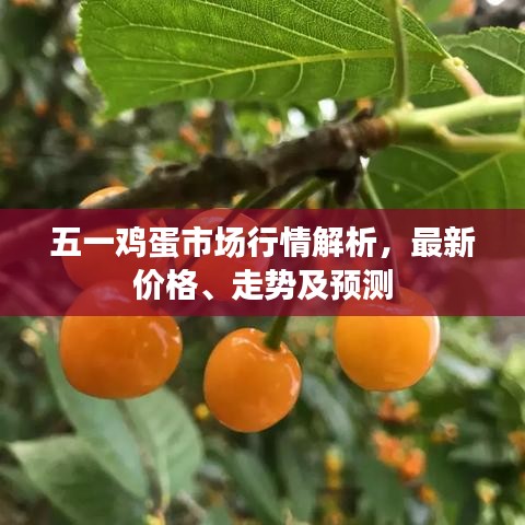 五一鸡蛋市场行情解析，最新价格、走势及预测