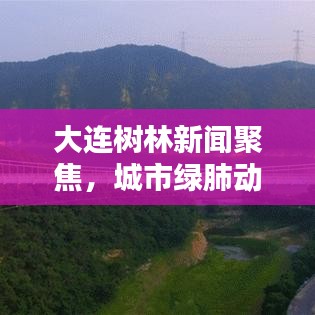 大连树林新闻聚焦，城市绿肺动态更新