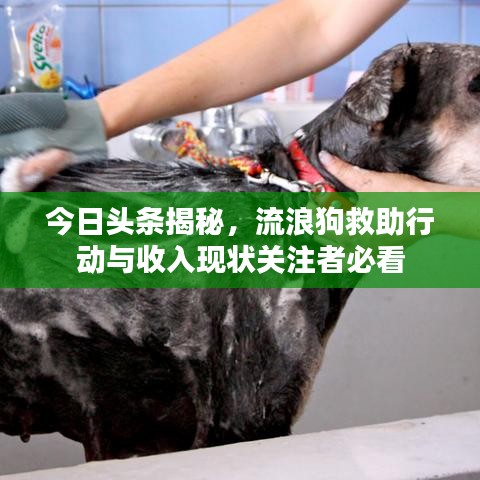 今日头条揭秘，流浪狗救助行动与收入现状关注者必看