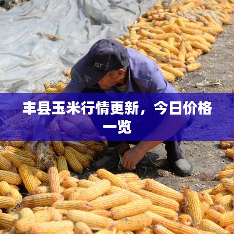丰县玉米行情更新，今日价格一览