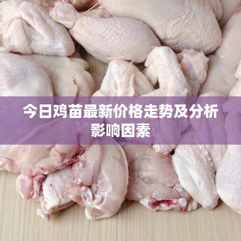 今日鸡苗最新价格走势及分析影响因素