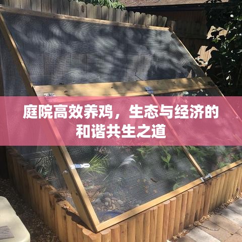 庭院高效养鸡，生态与经济的和谐共生之道
