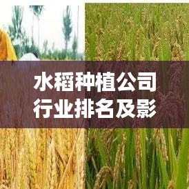 水稻种植公司行业排名及影响力深度解析