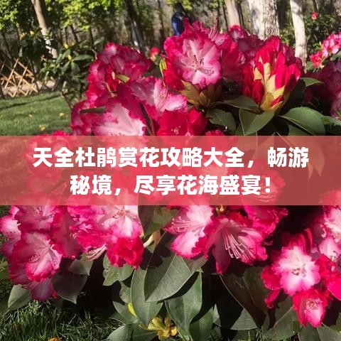 天全杜鹃赏花攻略大全，畅游秘境，尽享花海盛宴！