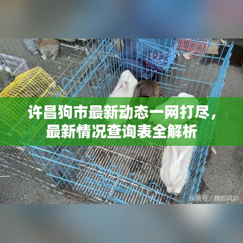 许昌狗市最新动态一网打尽，最新情况查询表全解析