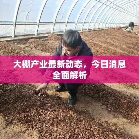 大棚产业最新动态，今日消息全面解析