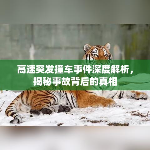 高速突发撞车事件深度解析，揭秘事故背后的真相