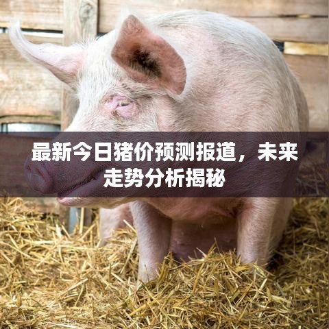 最新今日猪价预测报道，未来走势分析揭秘