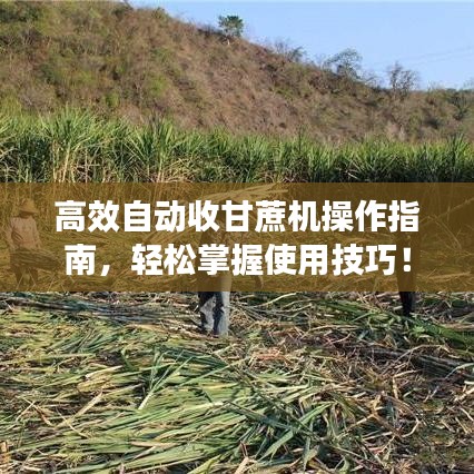 高效自动收甘蔗机操作指南，轻松掌握使用技巧！