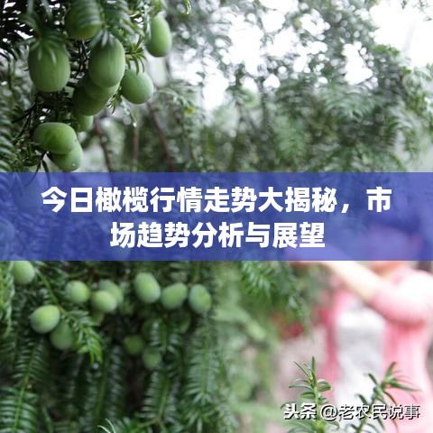 今日橄榄行情走势大揭秘，市场趋势分析与展望