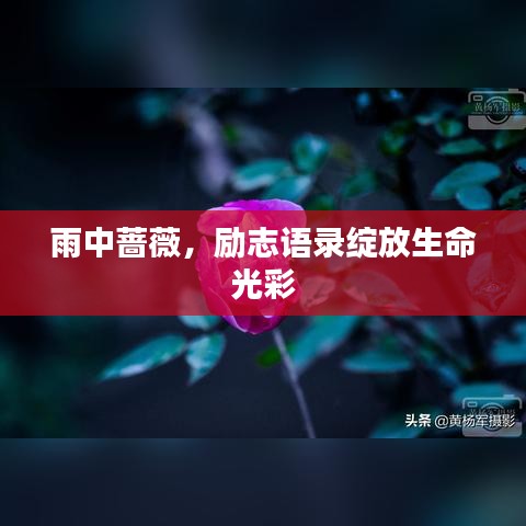 雨中蔷薇，励志语录绽放生命光彩
