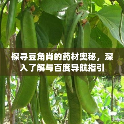 探寻豆角肖的药材奥秘，深入了解与百度导航指引