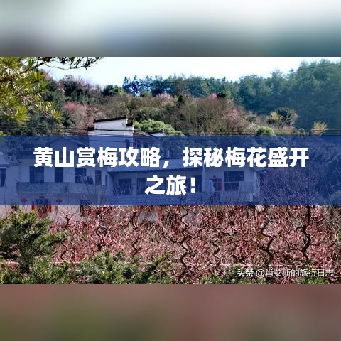 黄山赏梅攻略，探秘梅花盛开之旅！