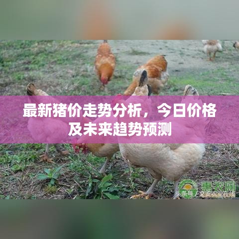 最新猪价走势分析，今日价格及未来趋势预测