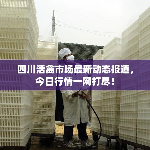 四川活禽市场最新动态报道，今日行情一网打尽！