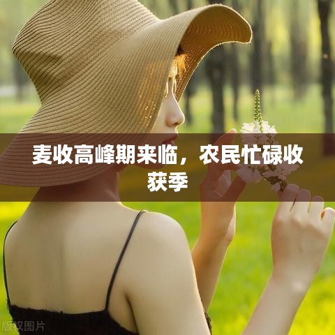 麦收高峰期来临，农民忙碌收获季