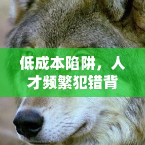 低成本陷阱，人才频繁犯错背后的原因揭秘