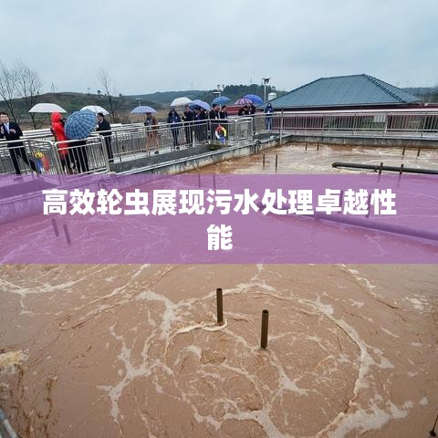 高效轮虫展现污水处理卓越性能