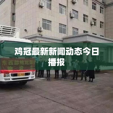 鸡冠最新新闻动态今日播报