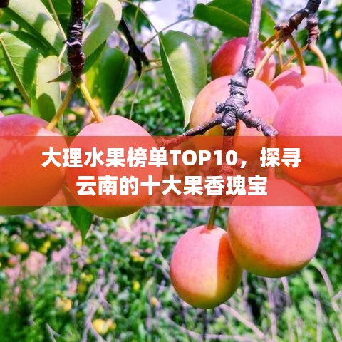 大理水果榜单TOP10，探寻云南的十大果香瑰宝