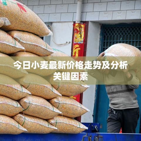 今日小麦最新价格走势及分析关键因素