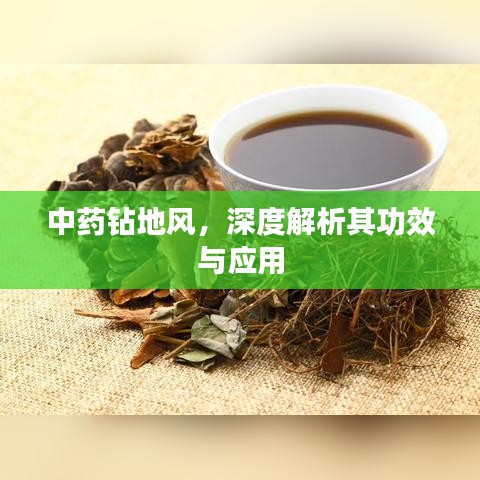 中药钻地风，深度解析其功效与应用